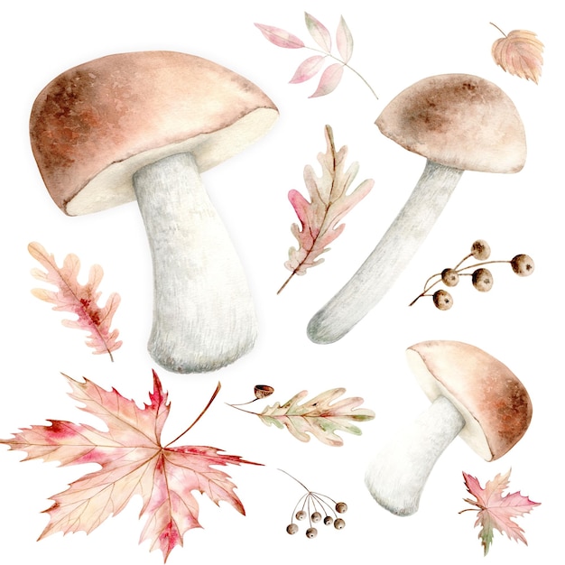 Photo set of forest edible mushrooms and autumn leaves scroll for inscription watercolor illustration on