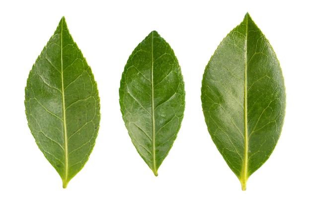 Set of fresh camellia leaves isolated on white background