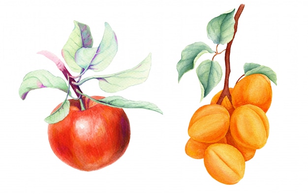 Set of fruits vintage watercolor botanical illustration