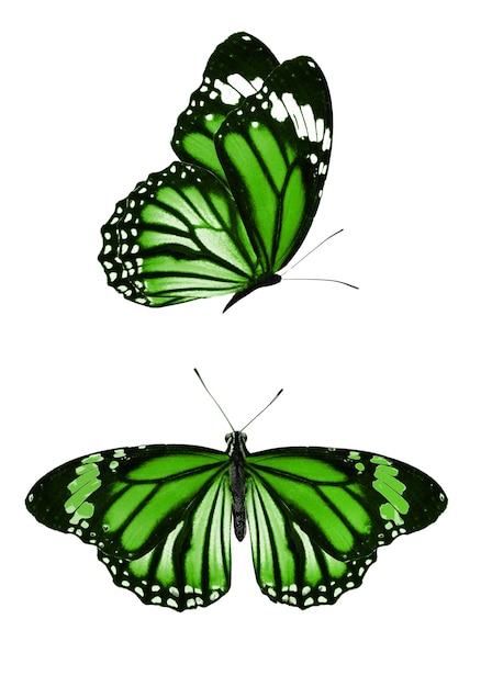 Set of green butterflies isolated on a white background. High quality photo