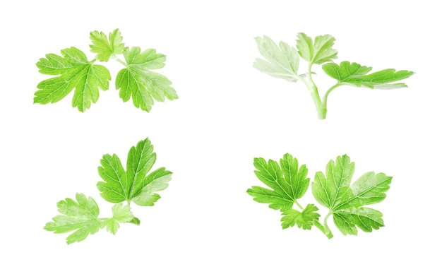 Set of green leaves on a white background