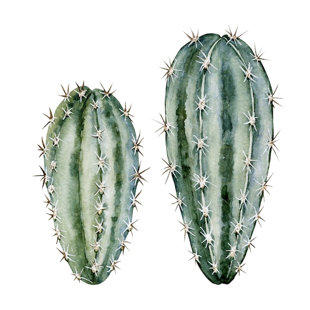 Set of greenblue cacti Cute home plants with thorns High quality watercolor illustration