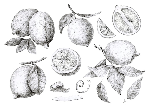 Set of hand drawing lemons