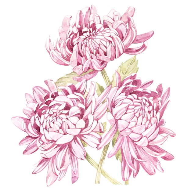 Set of hand drawn watercolor botanical illustration of Flowers Chrysanthemums.