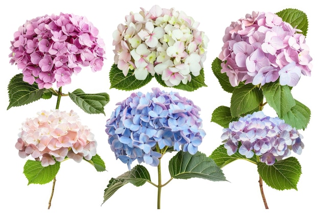 Set of Hydrangea Clusters with Distinct Shades and Leaf Backdrops