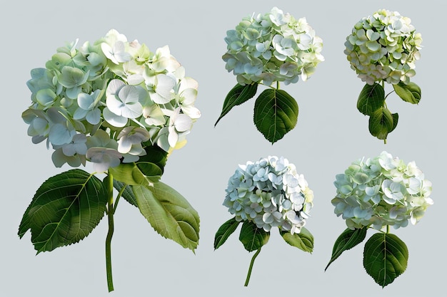 Set of Hydrangeas with Bushy Leaves Isolated on Transparent Background