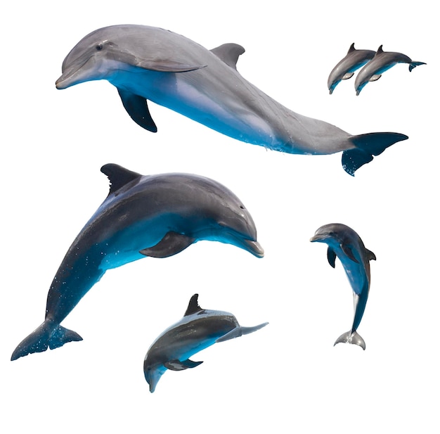 Set of jumping dolphins isolated on white background