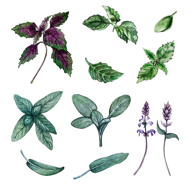 Set of leaves branches and flowers of basil and sage Watercolor illustration