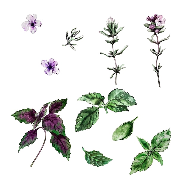 Set of leaves branches and flowers of basil and thyme Watercolor illustration