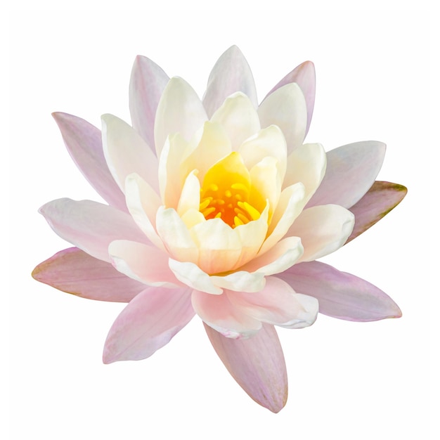 Set of lotus flower isolated on white background