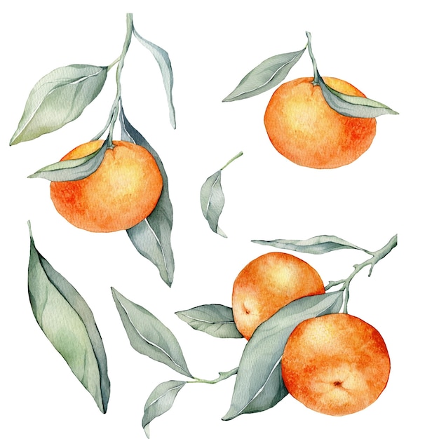 Set of mandarin branches with green leaves Isolated Watercolor clipart illustrations collection of citrus fruits orange botanical painting Collection of orange branches on a white background