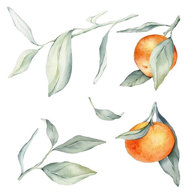 Photo set of mandarin branches with green leaves isolated watercolor clipart illustrations collection of citrus fruits orange botanical painting collection of orange branches on a white background