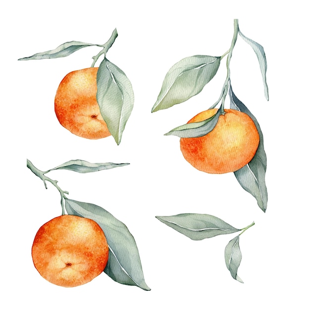 Set of mandarin branches with green leaves Isolated Watercolor clipart illustrations collection of citrus fruits orange botanical painting