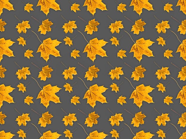 Photo set of maple leaves