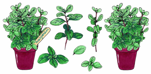 Set of marjoram herb branches with green leaves Marjoram in brown clay pot Isolated on white background Marker hand drawn sketch Botanical sketch