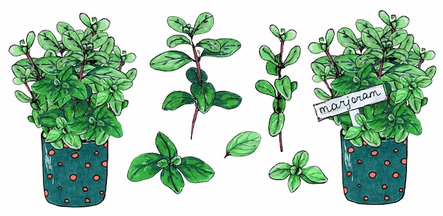 Set of marjoram herb branches with green leaves Marjoram in green pot with red dots Isolated on white background Marker hand drawn sketch Botanical sketch