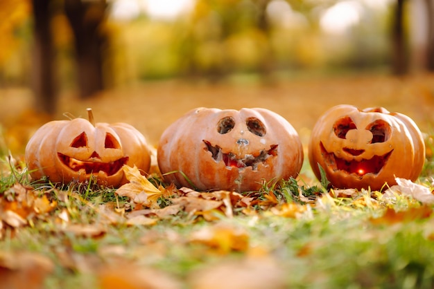 Set of orange pumpkins for halloween Holidays decoration concept