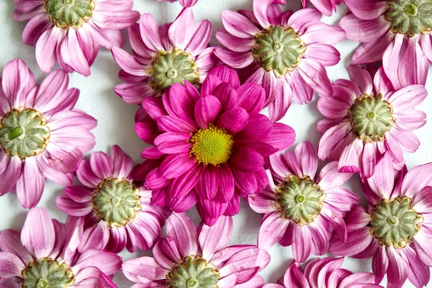 Set of Pink Flowers Heads Isolated Flat Lay Closeup Top View Pink Purple Blooming Flowers Aroma Flora Herbal Concept