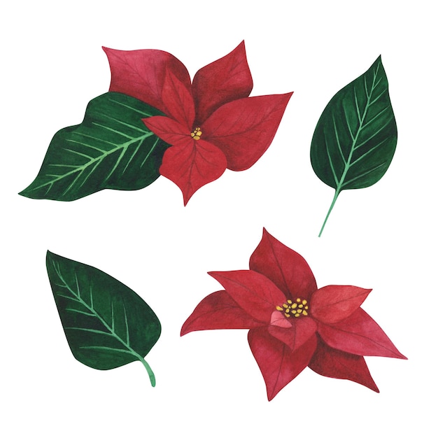 Photo set poinsettia christmas plant isolated on white background watercolor hand drawn xmas illustration art for design