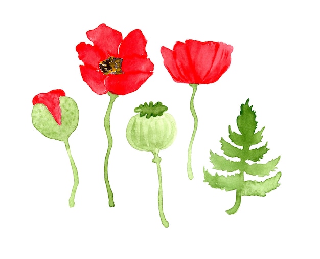 Set of poppy flowers on white background Aquarelle botanical elements