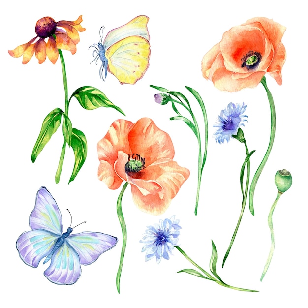 Set of poppy meadow flowers butterfly watercolor isolated