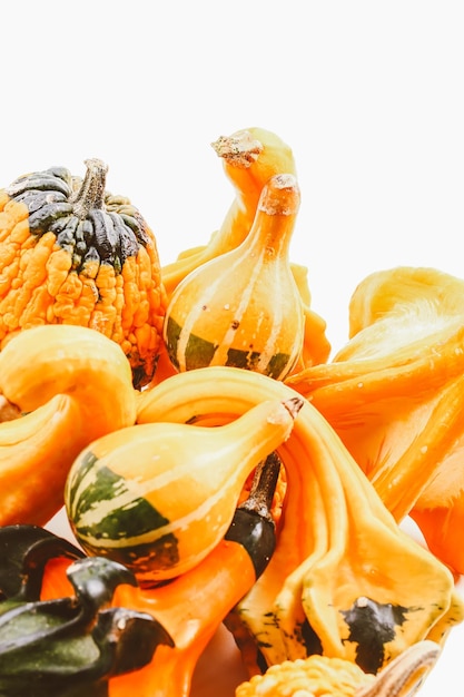 Set of pumpkins on a light background autumn background