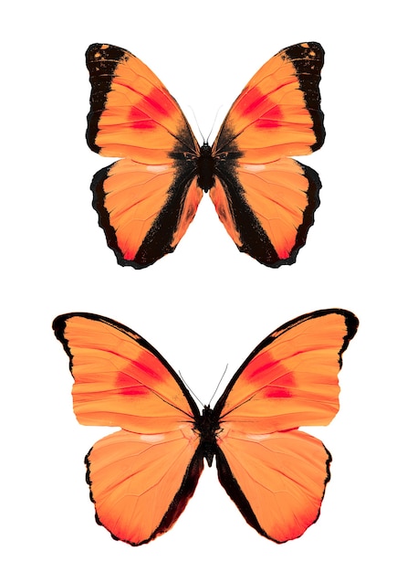 Set of red tropical butterflies isolated on a white background. High quality photo