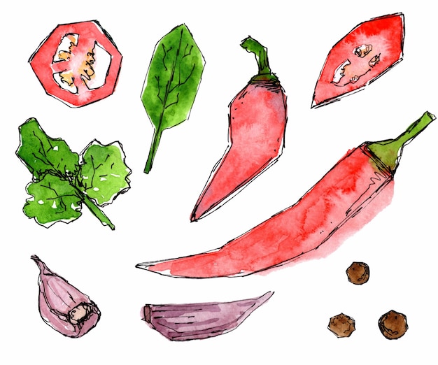 Set of red vegetables and spices Hot pepper basil and parsley leaves garlic Watercolor sketch hand drawn painted