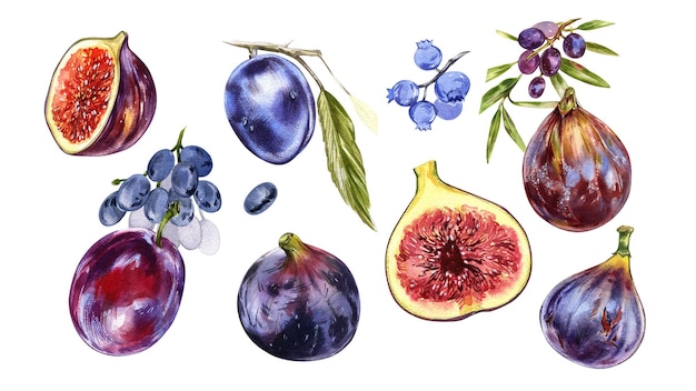 Set ripe fig fruit slice plum blueberry grape olives isolated on white watercolor handrawing botanic