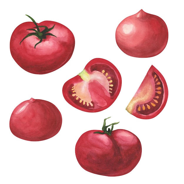 Set Ripe fresh tomatoes Watercolor illustration pink vegetabl for cooking Isolated on white background Art for design