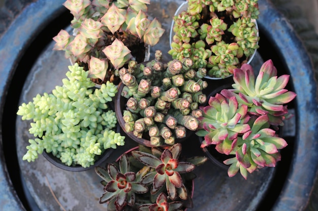 set succulent plants, close-up angle view