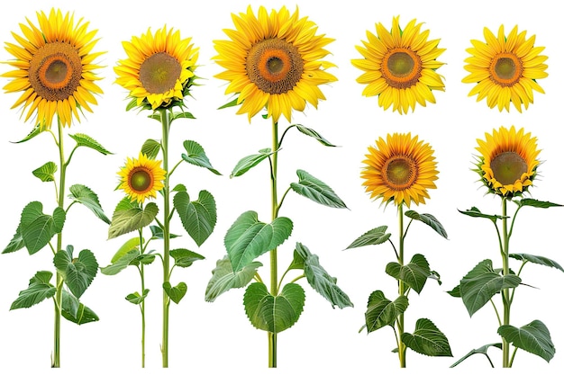 Photo set of sunflower varieties on transparent background