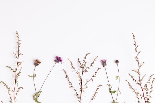 Set of three dry flowers isolated