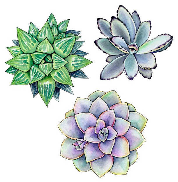 Photo set of three watercolor flowers three succulents in a set watercolor illustration