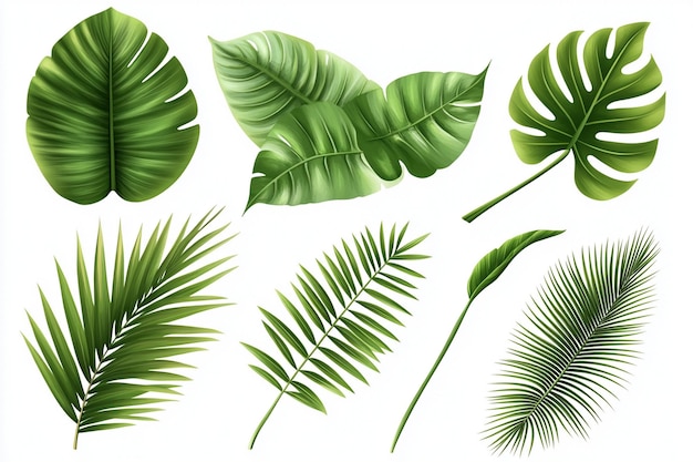 Set of tropical leaves isolated on white background