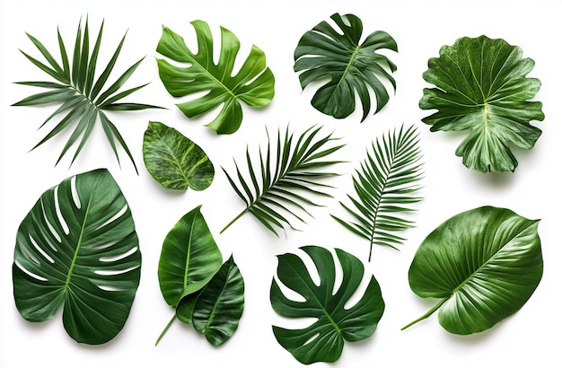 Set of Tropical leaves isolated on white background