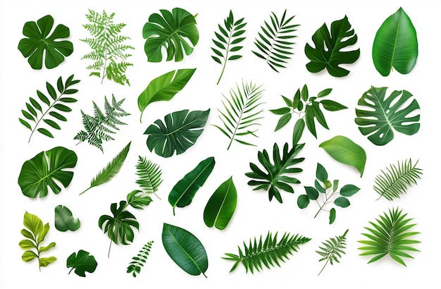 Set of Tropical leaves isolated on white background