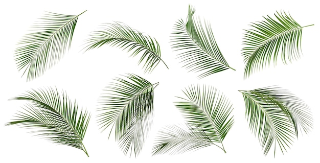 Set of tropical leaves on white background