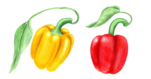 Set of two yellow and red bell peppers with green leaves isolated watercolor illustration suitable for food design