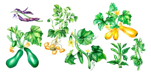 Set of variety of vegetable plants watercolor illustration isolated