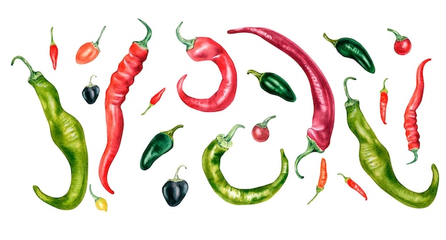 Photo set of various hot peppers watercolor illustration isolated on white