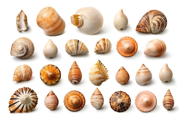 Set of various mollusk shells isolated on white backgroundGenerative Ai