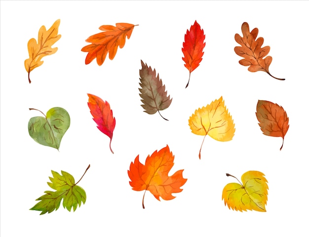 Set of vector colorful autumn leaves