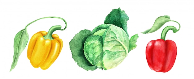 Set of vegetables: cabbage and yellow and paprikas watercolor illustration