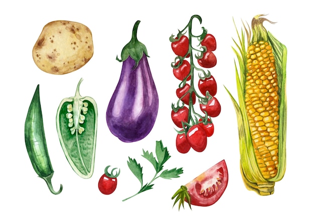 A set of vegetables eggplant tomatoes pepper handpainted in watercolor on a white background