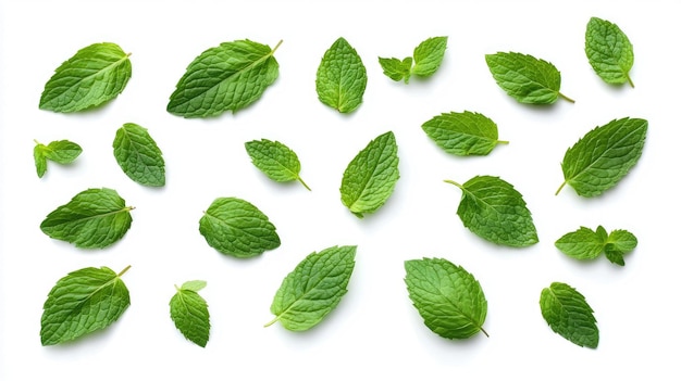 Photo a set of vibrant green mint leaves isolated on white top view fresh and aromatic ideal for culinary and herbal concepts