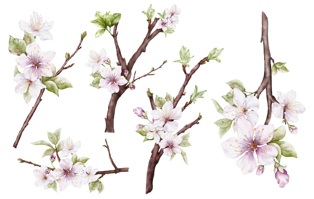 Set of Watercolor cherry blossoms blooming on the branches