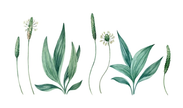 Photo set of watercolor illustrations with leaves buds and flowers of plantain