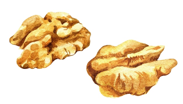 Set of watercolor walnuts hand drawn illustration of snack sketch of nuts