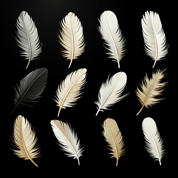 Set of white feathers isolated cutout on a black background